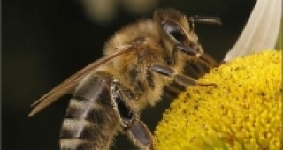 Земеделците, кметовете и пчеларите са отговорни за отровените пчелни семейства