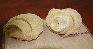Вкаменелости на древни черупчести мекотели бяха открити в Бургас