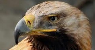 БДЗП стартира охраната на застрашени гнезда на царски орел