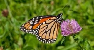 Популацията на пеперудата Монарх се е свила драстично