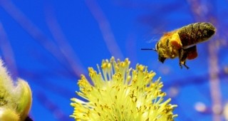 На 100% загуби отчитат пчелари в региона на Странджа