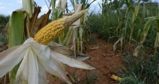 Няма наличие на геннно модифицирани организми в зърнените култури в Русенска област