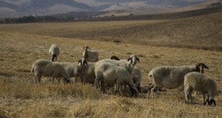 Седем работни групи ще изготвят визия за повишаване на конкурентоспособността на българското земеделие
