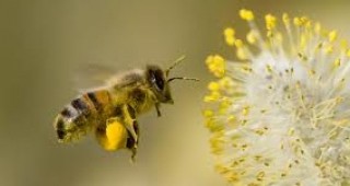 Британците искат мораториум върху пестициди, свързани с намаляването на пчелните популации