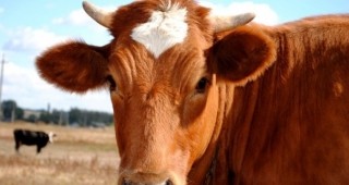 Започна информационна кампания за Регламент 853/2004 при добива на сурово краве мляко от фермите от втора и трета група