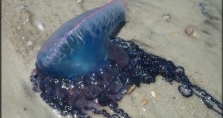 Хиляди смъртоносни медузи в акваторията на испански курорти
