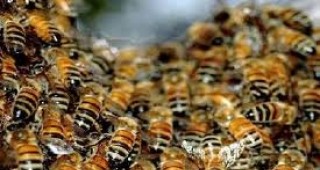 Шуменските пчелари излизат на протест на 10 април