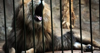 Община Пловдив води преговори за изграждане на модерна зоологическа градина