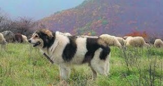 Българското каракачанско куче завладява нови територии в Северна Америка