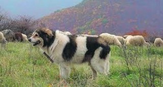 Българското каракачанско куче завладява нови територии в Северна Америка