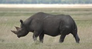 Във Великобритания създават обща база данни на ДНК на всички рогове на носорози