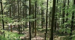 Министерският съвет ще връща гори в Малко Търново