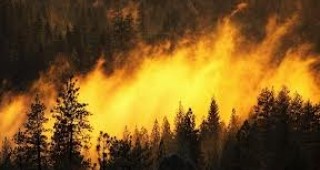 166 пожара през 2012 г. са причинени от умишлени действия