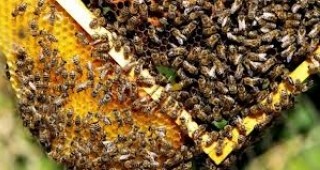 Пчелари от страната излизат на протест