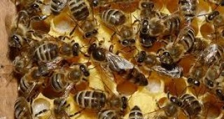 Протести на пчелари се проведоха днес