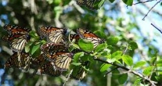 По време на миграцията си пеперудите се ориентират само по слънцето