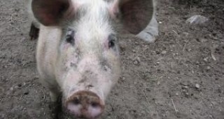 Свинският грип вдигна ветеринарите в Русенско