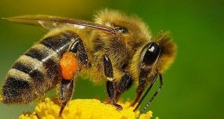 Изчезнаха 50% от пчелните популации в САЩ