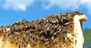 Българската агенция по безопасност на храните започва проверка на пчелните семейства
