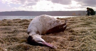 Стотици мъртви птици бяха открити на югозападното крайбрежие на Англия