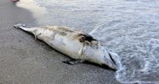 Два мъртви делфина са извадени от акваторията на варненския залив