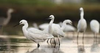 България и Румъния предприемат съвместни мерки за опазване на птичите колонии по поречието на р. Дунав