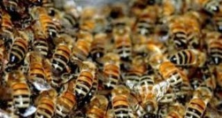 Пчелари от Търговищка област излизат на протест