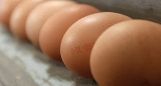 Износът на яйца и млечни продукти от България за Турция се възобновява
