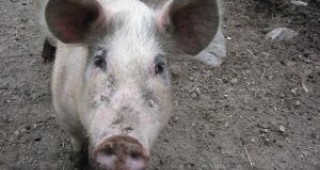 Унищожават всички свине в Египет