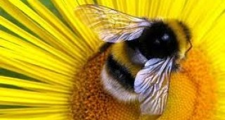 На национален протест излизат пчеларите