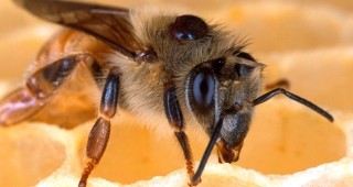 Според Световната пчеларска организация Apimondia, през следващото десетилетие европейското пчеларство ще загине