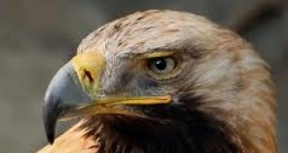 Министърът на околната среда и водите Юлиан Попов одобри плана за опазване на царския орел