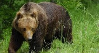 Клетка за улов на мечка заложиха в района на село Арда експертите от спешната група към РИОСВ – Смолян