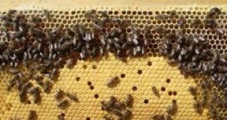 Пчелните кошери в България вече са под 530 хил. с тенденция да намаляват