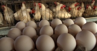 С около 20 на сто по-евтини яйца се очакват за Великден