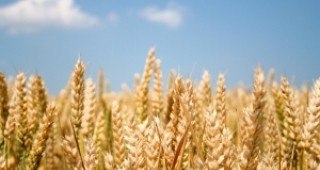 Зърнопроизводителите поставиха пред Бойко Борисов и ГЕРБ основни проблеми