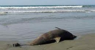 От началото на месеца в Бургаско са открити седем мъртви делфина