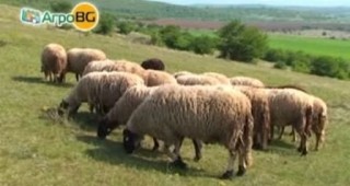 Некоректни търговци продават евтини румънски агнета като български