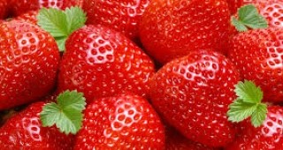 Гръцките производители на ягоди от Манолада не намират пазар за Великден