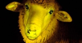 Фосфоресциращи овце създадоха уругвайски учени
