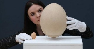Яйце от слонска птица беше продадено за над 100 хиляди долара