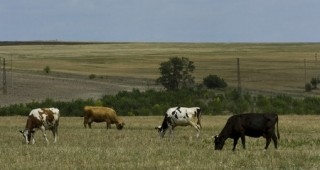Семинар за ефективността в говедовъдството ще се проведе днес в Добрич