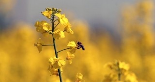 В добруджанското село Жегларци пчелите масово измират