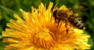 Компенсации за българските пчелари
