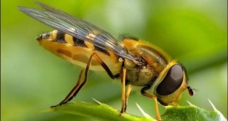 Хърватски учени отгледаха специален вид пчели, които могат да 