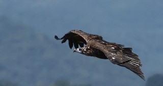 Природозащитници регистрираха черен лешояд в Източна Стара планина