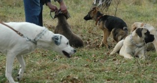 В Русе има специални места за игра на домашни кучета