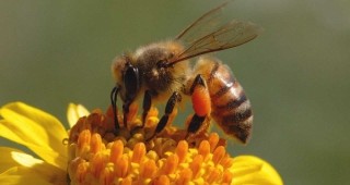 Серия от лекции за пчелите и тяхното място в околната среда ще се проведат в София