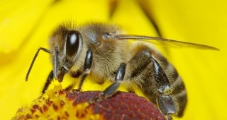 За пчелите и хората