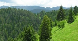На семинари в Батак и Доспат ще бъдат представени горските мерки по ПРСР